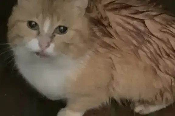 Chat perdu retrouvé à Hem 5B - photo