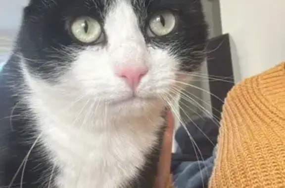 Animaux perdus Lanouaille, photo: Chat perdu: Loki, noir et blanc