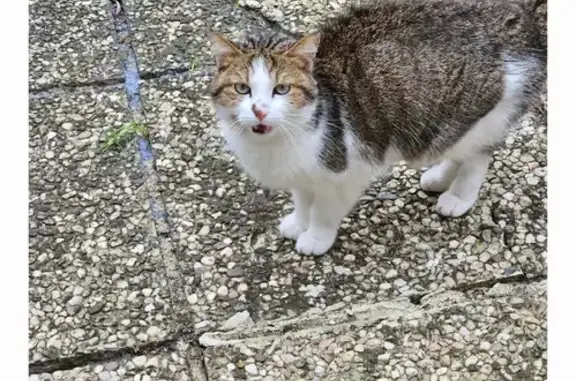 Chat tigré affectueux trouvé à Plappeville - photo