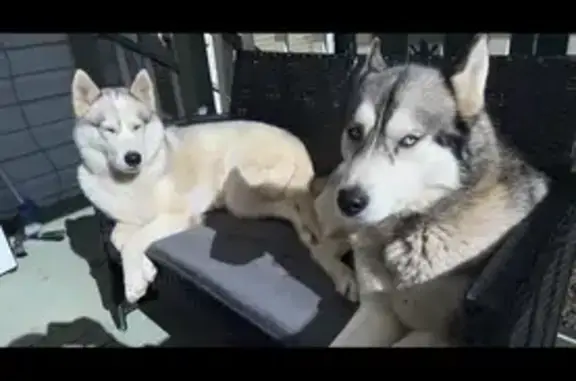 Lost Huskies: Blue-Eyed Pair in Georges River