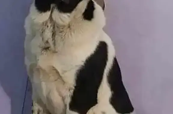 Missing dog , photo: Lost Dog Beau: White & Black, Friendly - Gleason