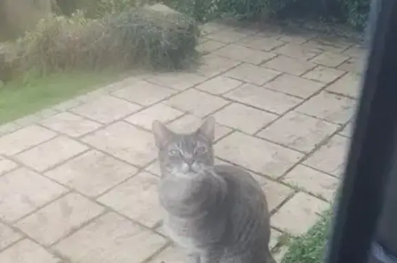 Lost Cat Near Bathurst St. #21 - Help Find Him!