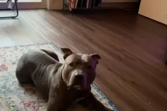 Lost Gray Male Pit Bull - East 59th St, Chicago