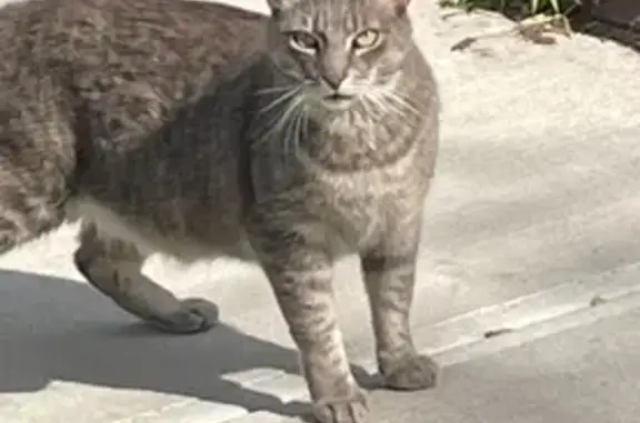 Lost and found pets , photo: Lost Gray Cat in Queens - Reward! Call Now!