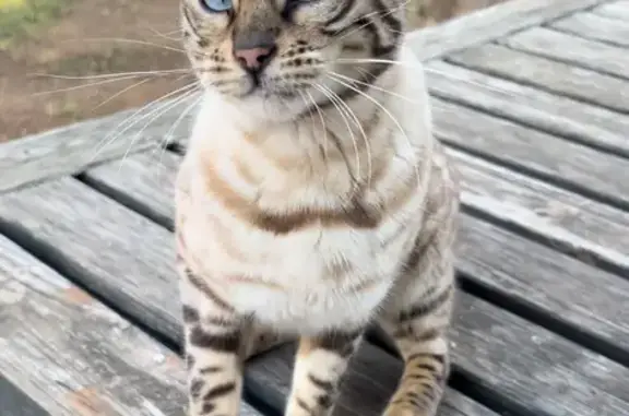 Chat perdu, Carpentras, photo: Chat perdu à Carpentras - Aidez-nous!