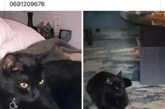 Lost Black Male Cat - Klip Street #12 Help!