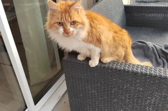 Chat perdu: Suiveur tendre, Saint-Thurial - photo