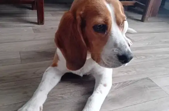 Chien perdu , photo : Romy, Beagle perdu à Évreux