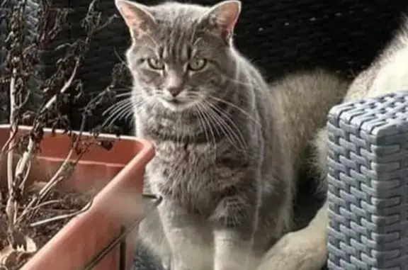 Chat perdu, Champcueil, photo: Chat tigré perdu à Champcueil