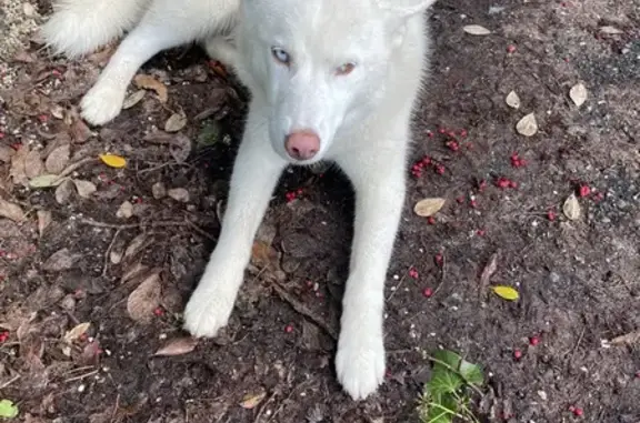 Chien trouvé La Réole, photo: Husky bicolore perdu à La Réole