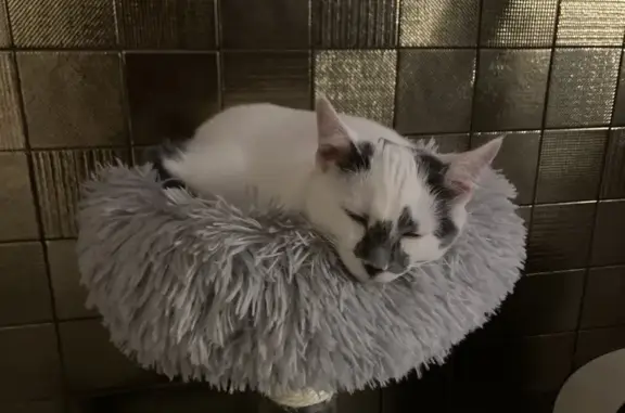 Chat perdu, Thonon-les-Bains, photo: Chaton blanc/gris perdu à Thonon