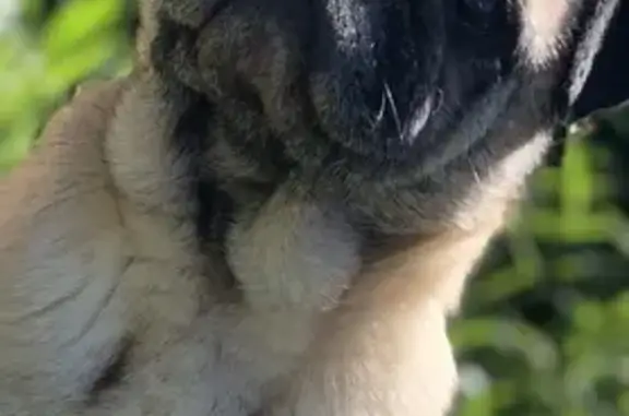 Animaux perdus Gauriaguet, photo: Chienne âgée perdue à Gauriaguet