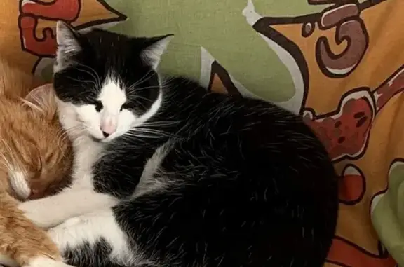 Animaux perdus Sémalens, photo: Chat noir et blanc perdu, Sémalens