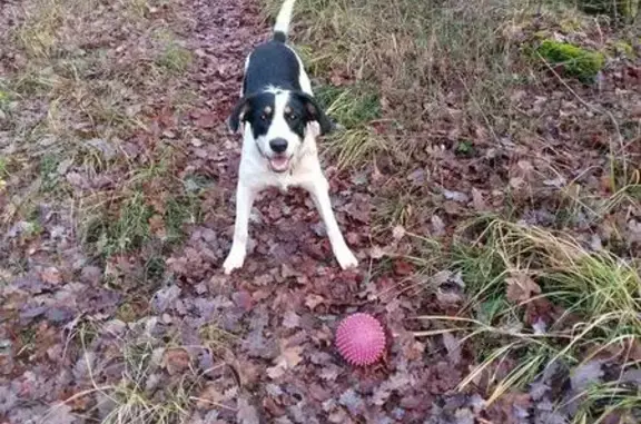 Chien Uliana disparu à Turenne - photo