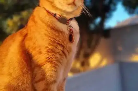 Lost Ginger Tabby in Cape Town - Help Find Olly!