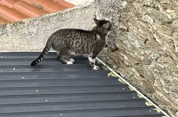 Chat mâle perdu à Longes 4140 - photo