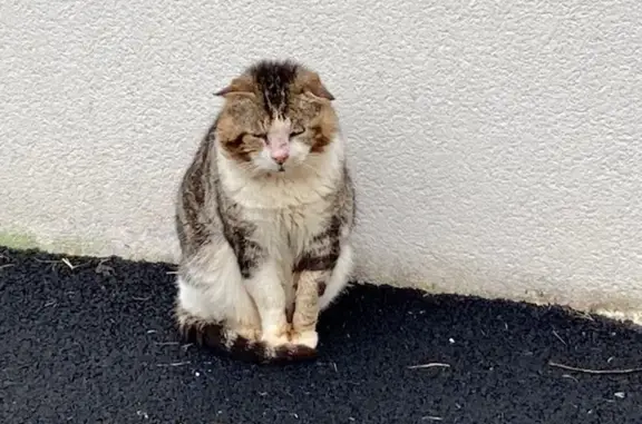 Chat errant mal en point à Plélan - photo