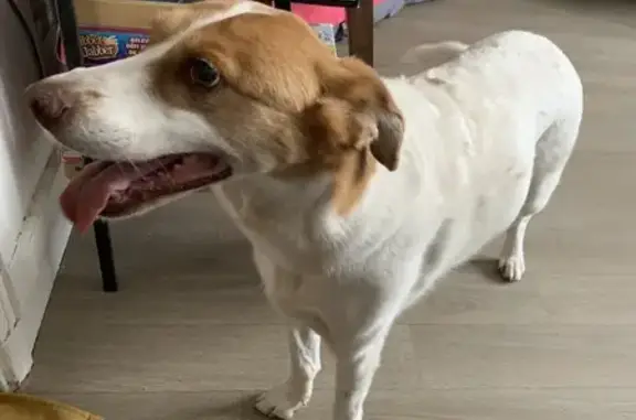 Chien trouvé Romagnat, photo: Chien croisé trouvé à Romagnat
