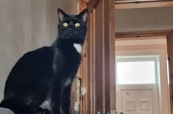 Lost Black Cat with White Patch - Bradford!