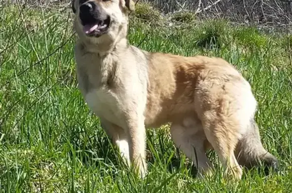 Chien trouvé Annot, photo: Chiot crème perdu à Annot