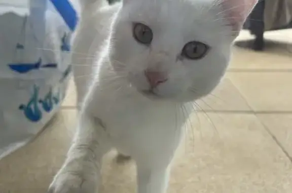 Chat blanc mâle perdu - Montélimar - photo