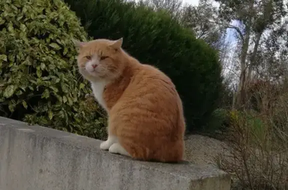 Chat retrouvé à Sainte-Suzanne - photo