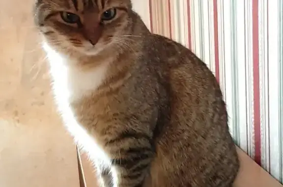 Animaux perdus Le Creusot, photo: Chat tigré perdu au Creusot