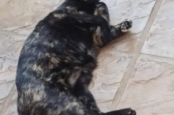 Lost Tortie Cat Luna - Green Collar, Alberton!