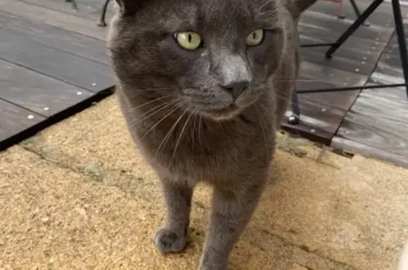 Chat mâle blessé trouvé à Saint-Étienne - photo