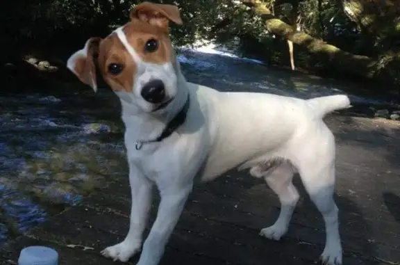 Jack Russell blanc perdu à Larringes - photo