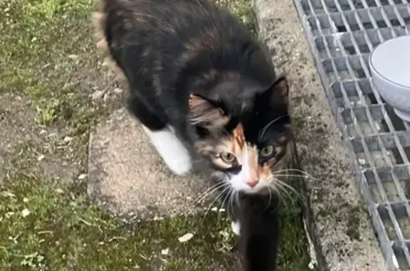 Chat tricolore trouvé à Fleury - photo