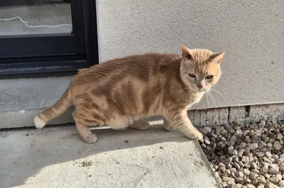 Animaux perdus , photo: Chat sable/roux perdu, queue courte