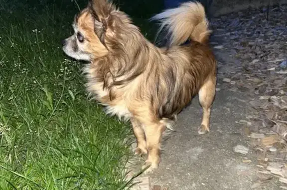 Chien perdu à Hessenheim retrouvé - photo