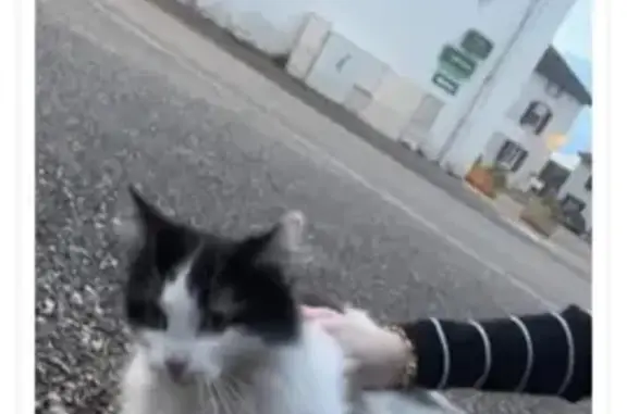 Chat noir et blanc trouvé près église - photo