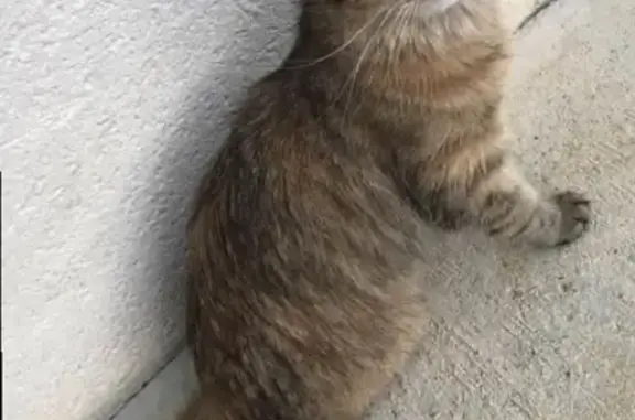 Chat perdu, La Tour-du-Crieu, photo: Chatte poil long perdue - La Tour