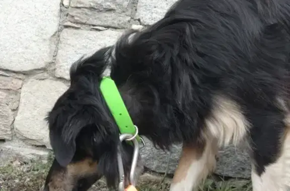 Animaux trouvés , photo: Chien croisé noir trouvé aux Menuires