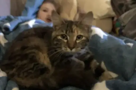 Chat perdu, , photo: Chatte écaille perdue - St-Fraimbault
