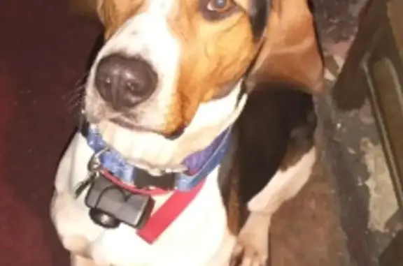 Lost Tricolor Coonhound in Hartford - Help!