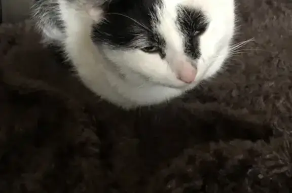 Chaton noir et blanc trouvé - photo