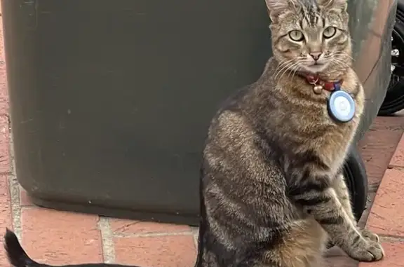 Lost Tabby Cat in Geelong - Help Find Her!