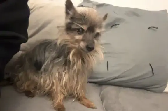 Chien perdu Le Mans, photo : Gribouille