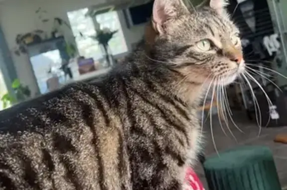 Animaux perdus Brion, photo: Chat tigré perdu - Brion 13/03