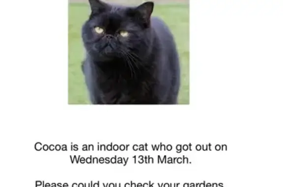 Lost Black Persian Cat in Garston - Help!