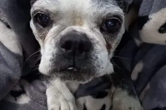 Lost Senior Dog: Black/White Boston Terrier