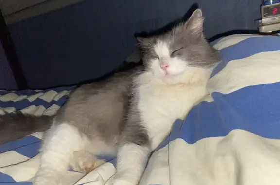Chat perdu, Brive-la-Gaillarde, photo: Bibou, chat perdu à Brive-la-Gaillarde