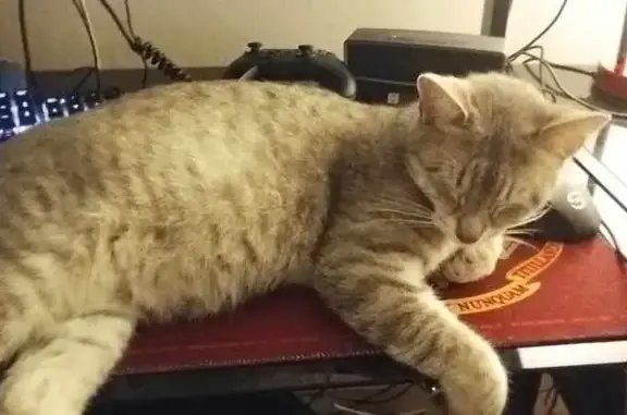 Animaux perdus Angoulême, photo: Chat sable femelle trouvé à Angoulême