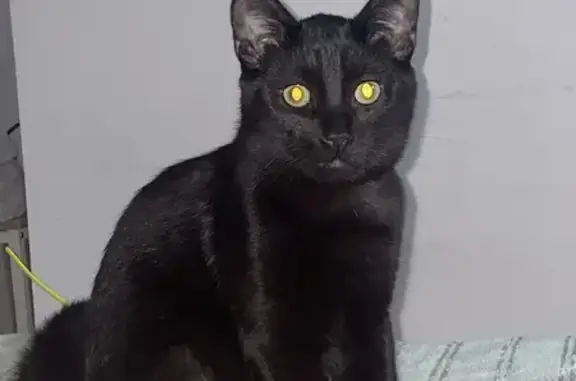 Animaux perdus Tarbes, photo: Chaton noir Oumi perdu à Tarbes