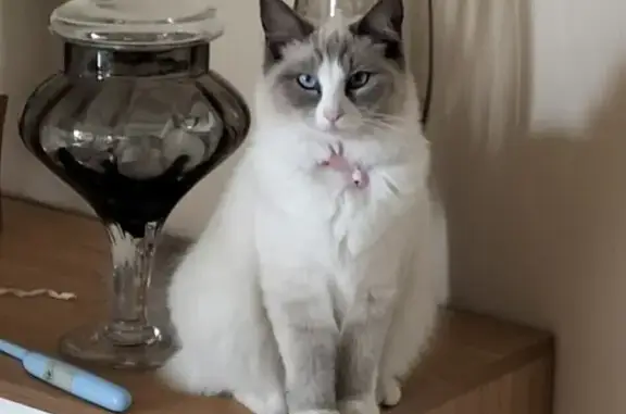 Lost Ragdoll Cat in Hectorville - Find Chyna!
