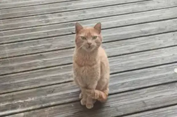 Chat roux sociable trouvé à Vagney - photo