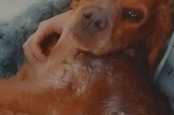 Chien trouvé Saint-James, photo: Épagneul Breton perdu à St-James